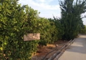 Земля на продажу у города Antella Фото