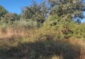 Non-developable land for sale on Polígono 502 Parcela 270, Os Blancos, ref: TR110056 photo