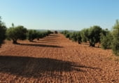 Finca rústica en venda a la Carretera Torralba, Pozuelo de Calatrava, ref.: TR108916 foto