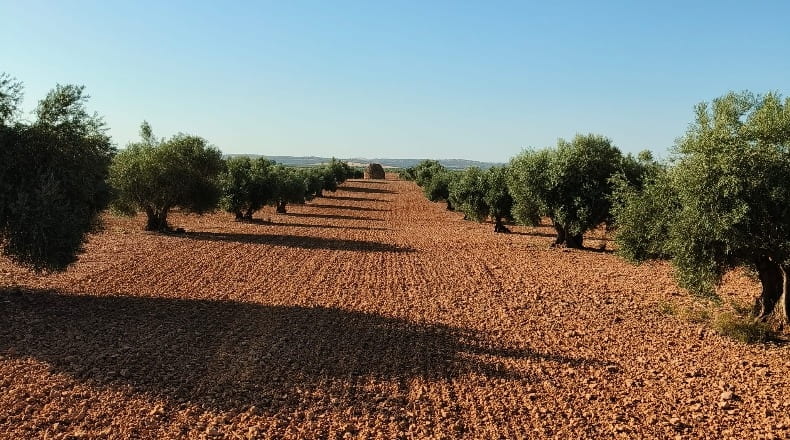 Ciudad Real - Pozuelo de Calatrava - 450000m2