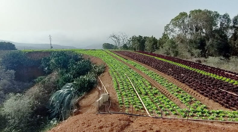 Las Palmas - Santa María de Guía de Gran Canaria - 10774m2