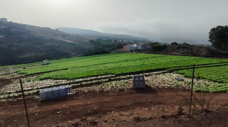 Las Palmas - Santa María de Guía de Gran Canaria - 10774m2