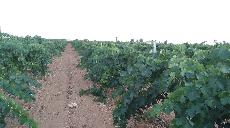 Ciudad Real - Socuéllamos - 14400m2