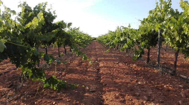 Ciudad Real - Socuéllamos - 14400m2