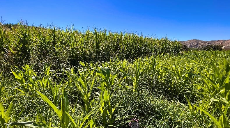 Granada - Benalúa - 9584m2