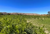 Terreno no urbanizable en venta en la Benalúa de Guadix, Benalúa, ref: TR110169 foto