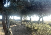 Non-developable land for sale on Calle Pilar, Cespedosa de Tormes, ref: TR110181 photo