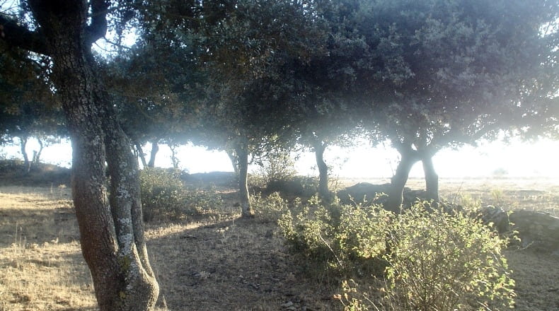 Salamanca - Cespedosa de Tormes - 74241m2