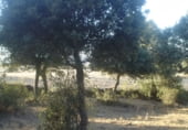 Non-developable land for sale on Calle Pilar, Cespedosa de Tormes, ref: TR110181 photo