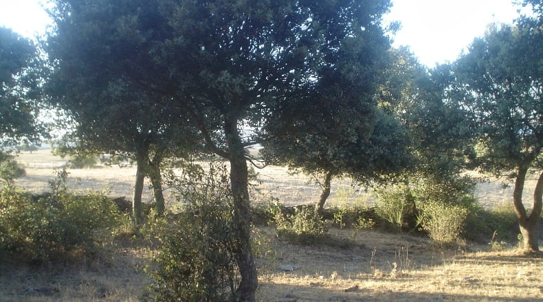 Salamanca - Cespedosa de Tormes - 74241m2