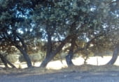 Non-developable land for sale on Calle Pilar, Cespedosa de Tormes, ref: TR110181 photo