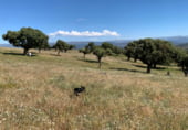 Non-developable land for sale on Calle Pilar, Cespedosa de Tormes, ref: TR110181 photo