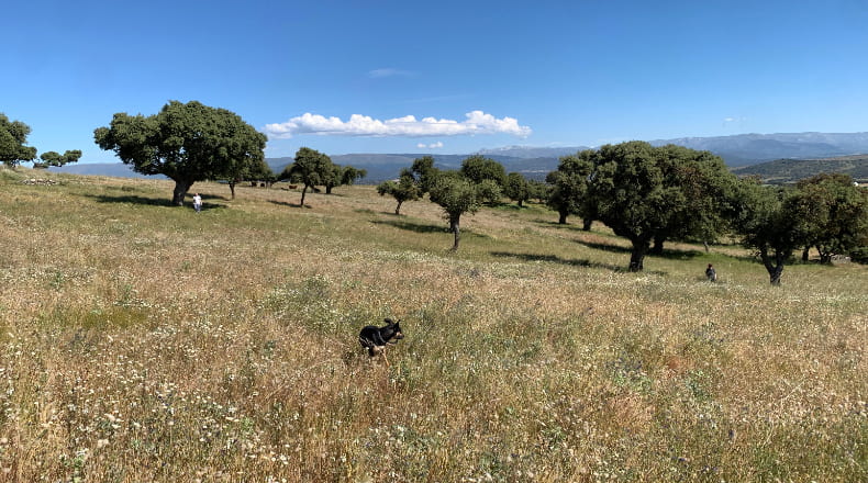 Salamanca - Cespedosa de Tormes - 74241m2