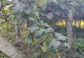 Sòl urbà en venda a la Viñas Blancas, Viñas Brancas, ref.: TR110259 foto
