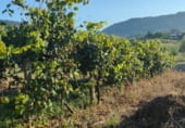 Sòl urbà en venda a la Viñas Blancas, Viñas Brancas, ref.: TR110259 foto