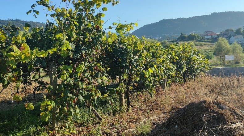 Pontevedra - Viñas Blancas - 437m2