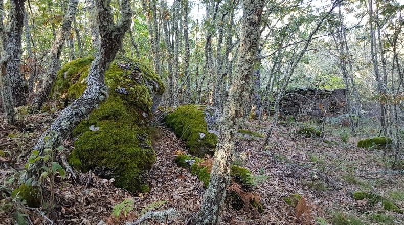 Salamanca - San Martín del Castañar - 43914m2