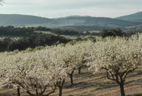 La Font de la Figuera 260000&nbsp;m²