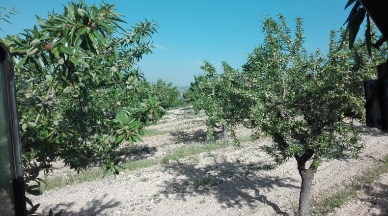Valencia - Fuente la Higuera - 260000m2