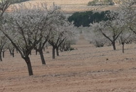 La Font de la Figuera 260000&nbsp;m²