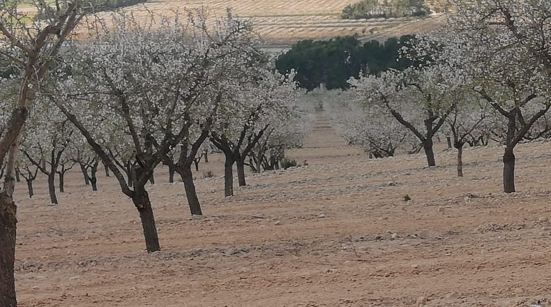 Valencia - Fuente la Higuera - 260000m2