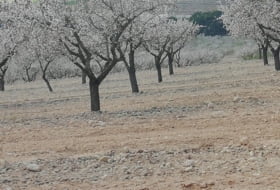 La Font de la Figuera 260000&nbsp;m²