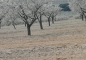 Terreny amb garatge en venda a la carrer barranc, la Font de la Figuera, ref.: TR110271 foto