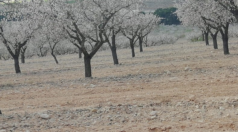 Valencia - Fuente la Higuera - 260000m2