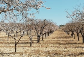 La Font de la Figuera 260000&nbsp;m²