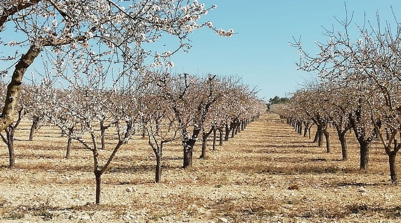 Valencia - Fuente la Higuera - 260000m2