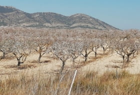 La Font de la Figuera 260000&nbsp;m²