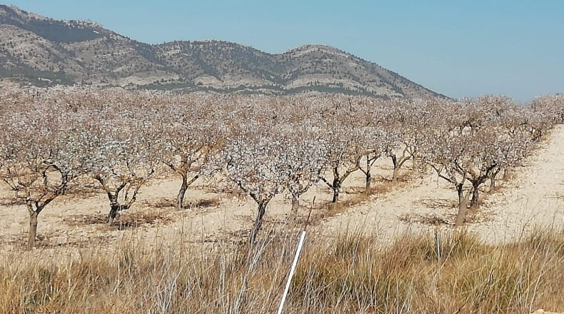 Valencia - Fuente la Higuera - 260000m2