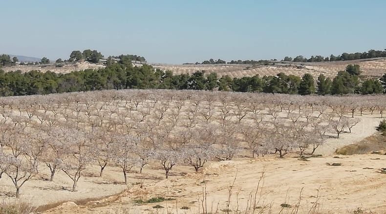 Valencia - Fuente la Higuera - 260000m2