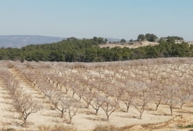La Font de la Figuera 260000&nbsp;m²