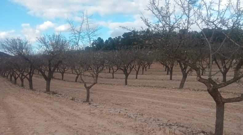 Valencia - Fuente la Higuera - 260000m2
