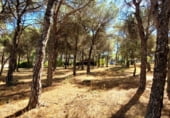 Sòl urbà en venda a la Calle Geria, Tordesillas, ref.: TR110395 foto
