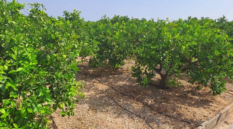Valencia - Palma de Gandía - 2260m2