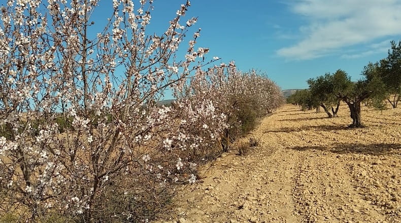 Alicante - Biar - 38226m2
