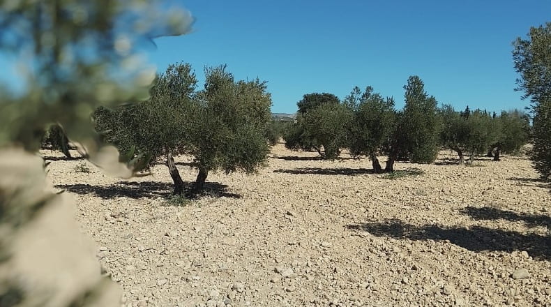 Alicante - Biar - 38226m2