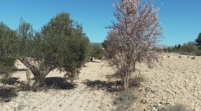 Alicante - Biar - 38226m2