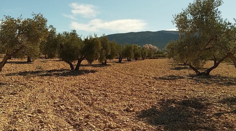 Alicante - Biar - 38226m2