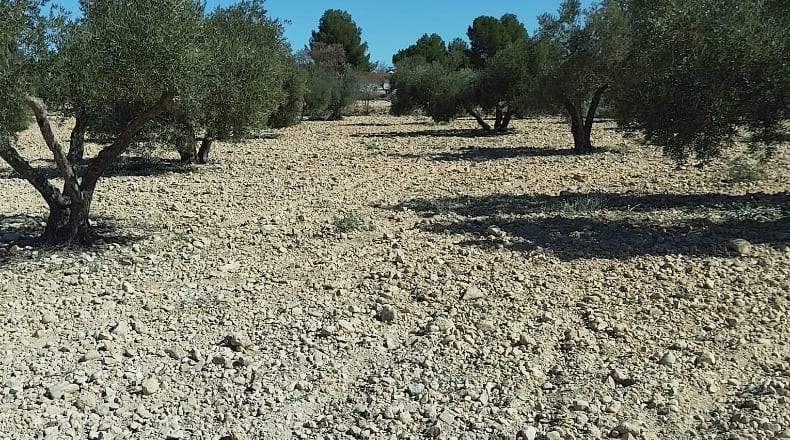 Alicante - Biar - 38226m2