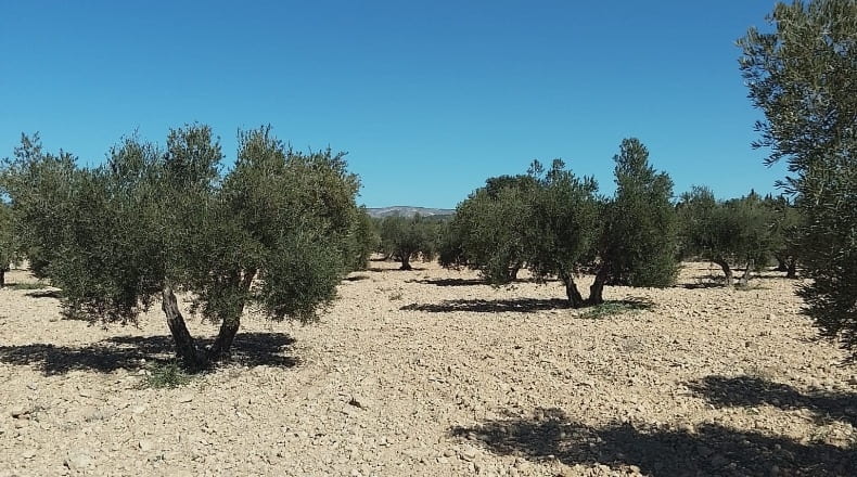 Alicante - Biar - 38226m2