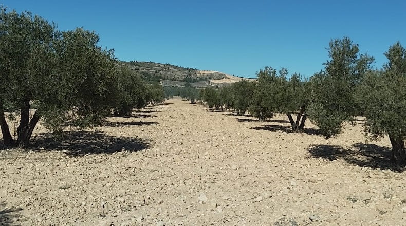 Alicante - Biar - 38226m2