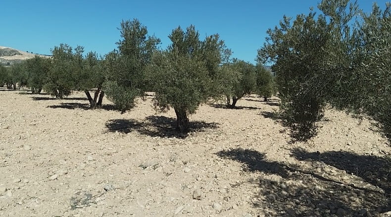 Alicante - Biar - 38226m2