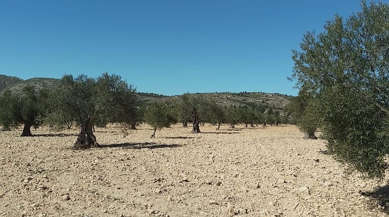 Alicante - Biar - 38226m2