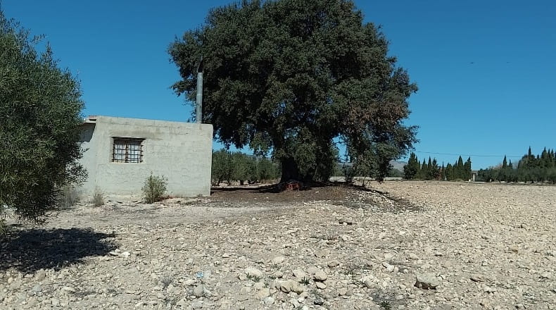 Alicante - Biar - 38226m2