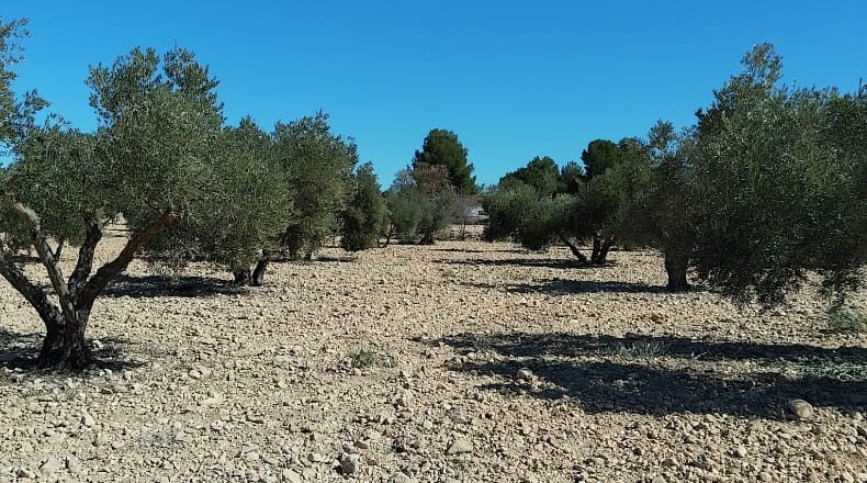 Alicante - Biar - 38226m2