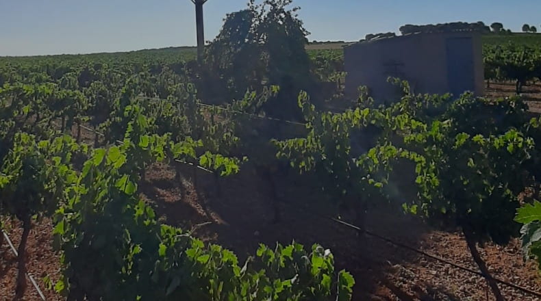 Cuenca - El Provencio - 55000m2