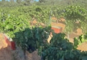 Land with solar installation for sale on La Atalayuela, El Provencio, ref: TR110447 photo